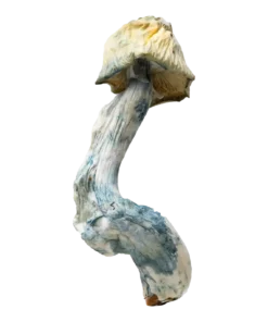 Albino Bluey Vuitton | Magic Mushrooms | Ounce