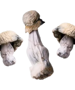 Albino Penis Envy | Magic Mushrooms | 3.5
