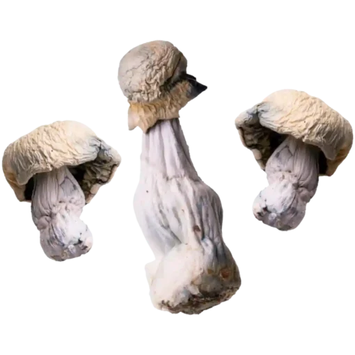 Albino Penis Envy | Magic Mushrooms | 3.5