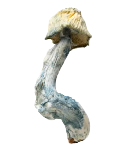 Bluey Vuitton | Magic Mushrooms | Ounce