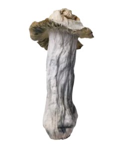Shakti | Magic Mushrooms | 3.5 g