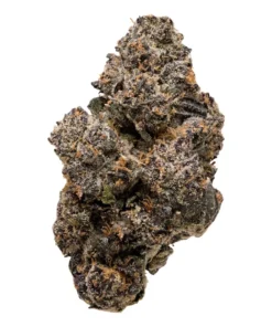 Baby Bottle Bop | Hybrid | 3.5