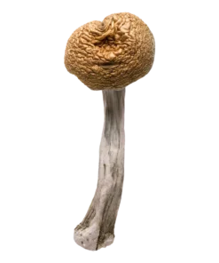 Golden Teachers | Magic Mushrooms | Ounce