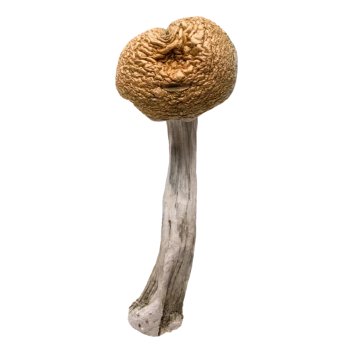 Golden Teachers | Magic Mushrooms | Ounce