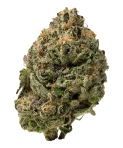 Black Cherry Gelato | Hybrid | ounce